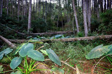 forest floor, with fallen trees clipart