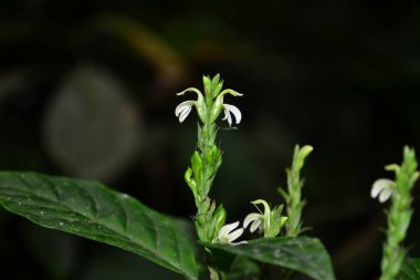 flower of the species Schaueria paranaensis, botanical family Acanthaceae in the Atlantic Forest of Brazil, the Atlantic Forest is an ecosystem rich in endangered species, with high biodiversity clipart