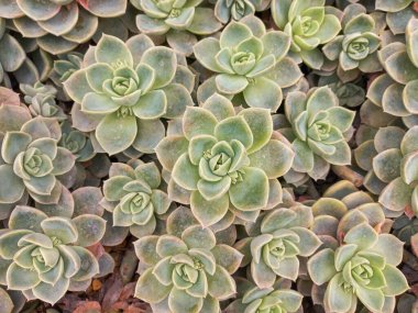 Simetrik rosetlerdeki yeşil sulular doğal ve uyumlu bir desen oluşturur. Etli yaprakları ve yumuşak tonları çölün ve süs bitkilerinin güzelliğini ve basitliğini vurgular..