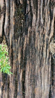 Aged tree trunk with striking textures, cracks, and dark tones. The surrounding green vegetation adds contrast, creating a natural scene rich in organic details. clipart