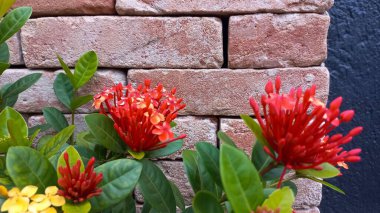 Ixora flowers in shades of red and yellow stand out among green leaves, with a rustic brick background adding texture and contrast. A charming and tropical composition. clipart