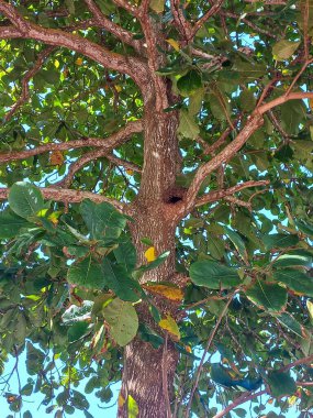 Yeşil yaprakları ve bükülmüş dalları ile sağlam bir ağaç, mavi gökyüzünün altında gölge sağlar. Bagajdaki bir delik, yerel biyolojik çeşitliliği ön plana çıkaran küçük hayvanlar için barınak öneriyor..