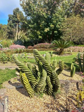 A rare spiral cactus grows in a landscaped garden surrounded by stones, tropical vegetation, and colorful flowers. The natural background enhances the beauty and harmony of the scene. clipart