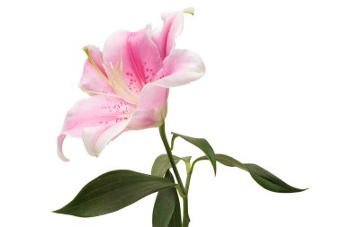 beyaz izole pembe lily çiçek.