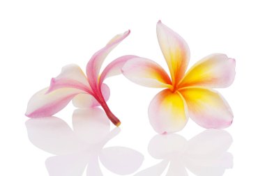 Plumeria Frangipani Lanthom Leelawadee kesme yolları ile beyaz üzerine