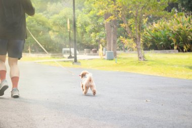 Sahibiyle koşan sevimli küçük bir köpek..
