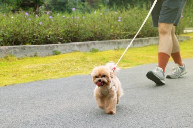 Kamu parkında sahibiyle koşan sevimli küçük bir köpek..