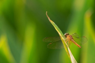 Portakal yusufçuğu, bulanık yaprakların arka planındaki yumuşak sabah güneşinde bir yaprağın üzerine tünedi..