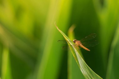 Portakal yusufçuğu, bulanık yaprakların arka planındaki yumuşak sabah güneşinde bir yaprağın üzerine tünedi..