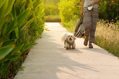 Beyaz Yorkshire Teriyeri bir bayanla yürüyor..