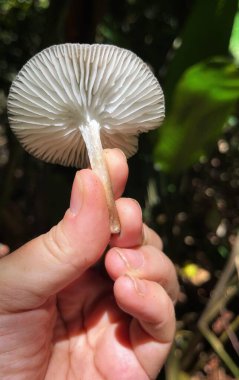 hand holding a white mushroom. White person hand holding a wild white mushroom foraged from the Atlantic forest Closeup of a fungi picked in the wild. Teresopolis, Rio de Janeiro, Brazil clipart