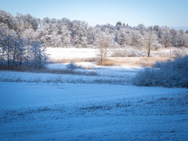Almanya, Bavyera 'da karla kaplı bir orman: Uzun ağaçlar, şekerli dallar ve canlı yapraklarla sakin bir kış manzarası. Münih 'e yakın. Yüksek kalite fotoğraf