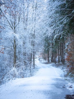 Almanya, Bavyera 'da karla kaplı bir orman: Uzun ağaçlar, şekerli dallar ve canlı yapraklarla sakin bir kış manzarası. Münih 'e yakın. Yüksek kalite fotoğraf