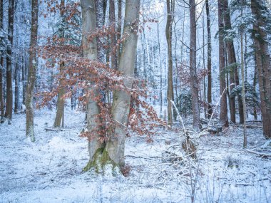 Snow-Covered Forest In Bavaria, Germany: A Serene Winter Scene With Tall Trees, Frosted Branches, And Vibrant Leaves. Close To Munich. High quality photo clipart