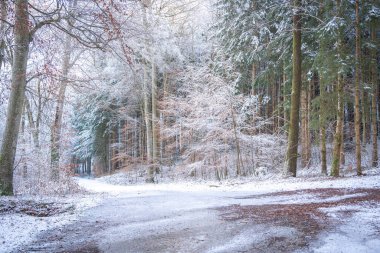 Snow-Covered Forest In Bavaria, Germany: A Serene Winter Scene With Tall Trees, Frosted Branches, And Vibrant Leaves. Close To Munich. High quality photo clipart