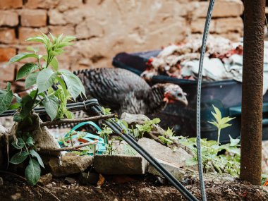 Colorful Scene Of A Turkey In A Poverty-Stricken Backyard: A Turkey With Vibrant Feathers And A Red Wattle Standing Amidst Wooden Debris, A Bright Red Basin, And Brick Walls Reflecting A Rural And clipart