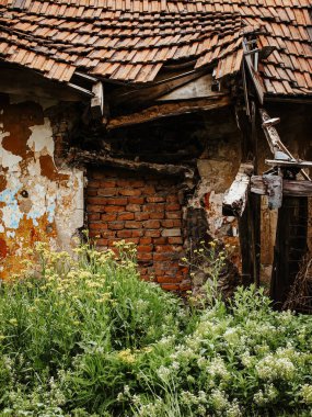 Yıkık çatılı ve çökmüş duvarları olan ahşap bir ev terk edilmiş bir kırsal yapı yeşillik ve doğal bir manzarayla kaplanmış kır çiçekleri. Yüksek kalite fotoğraf