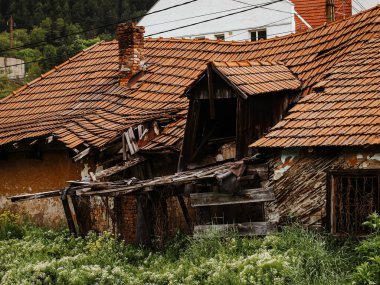 Yıkık çatılı ve çökmüş duvarları olan ahşap bir ev terk edilmiş bir kırsal yapı yeşillik ve doğal bir manzarayla kaplanmış kır çiçekleri. Yüksek kalite fotoğraf