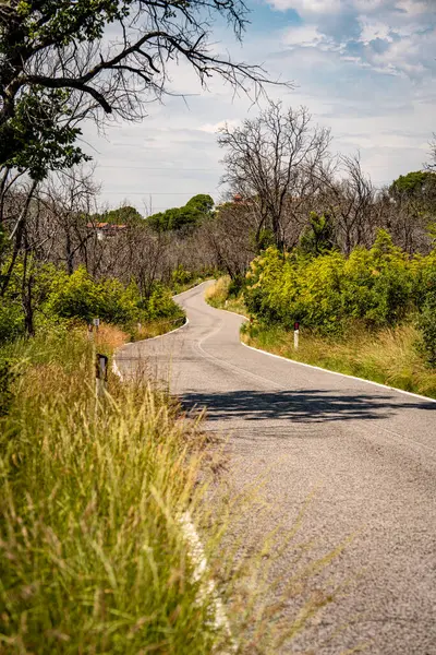 Slovenya 'daki dolambaçlı Country Road: Sessiz Asfalt Yolu Çimenli Verges, Yaban Çiçekleri ve Parlak Yaz Güneşi Altında Ormanlı Tepeler. Yüksek kalite fotoğraf
