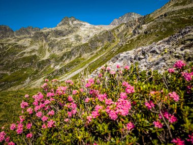 Splugen Geçidi 'ndeki Grassy Trails ve Rugged Peaks' li Rocky Alpine yamaçları İsviçre Alpleri 'ndeki Berrak Mavi Yaz Gökyüzü altında Serene Dağı manzarası. Yüksek kalite fotoğraf