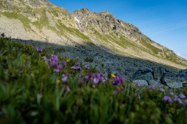 Splugen Geçidi 'ndeki Grassy Trails ve Rugged Peaks' li Rocky Alpine yamaçları İsviçre Alpleri 'ndeki Berrak Mavi Yaz Gökyüzü altında Serene Dağı manzarası. Yüksek kalite fotoğraf