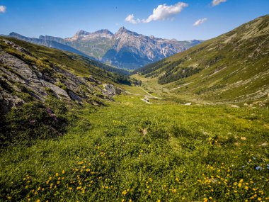 Splugen Pass Patikası boyunca Çiçek açan Alp Yaban Çiçekleri: Verdant Vadileri ve Clear Blue Sky tarafından çerçevelenen Pizzo Tambo ve Surettahorn Tepelerinin Manzarası. Yüksek kalite fotoğraf