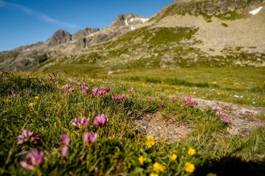 Splugen Geçidi 'ndeki Grassy Trails ve Rugged Peaks' li Rocky Alpine yamaçları İsviçre Alpleri 'ndeki Berrak Mavi Yaz Gökyüzü altında Serene Dağı manzarası. Yüksek kalite fotoğraf