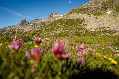 Splugen Geçidi 'ndeki Grassy Trails ve Rugged Peaks' li Rocky Alpine yamaçları İsviçre Alpleri 'ndeki Berrak Mavi Yaz Gökyüzü altında Serene Dağı manzarası. Yüksek kalite fotoğraf