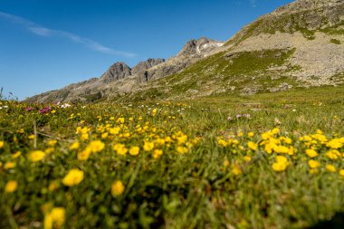 Splugen Geçidi 'ndeki Grassy Trails ve Rugged Peaks' li Rocky Alpine yamaçları İsviçre Alpleri 'ndeki Berrak Mavi Yaz Gökyüzü altında Serene Dağı manzarası. Yüksek kalite fotoğraf