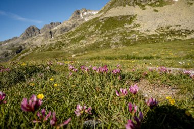 Splugen Geçidi 'ndeki Grassy Trails ve Rugged Peaks' li Rocky Alpine yamaçları İsviçre Alpleri 'ndeki Berrak Mavi Yaz Gökyüzü altında Serene Dağı manzarası. Yüksek kalite fotoğraf