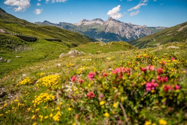 Splugen Pass Patikası boyunca Çiçek açan Alp Yaban Çiçekleri: Verdant Vadileri ve Clear Blue Sky tarafından çerçevelenen Pizzo Tambo ve Surettahorn Tepelerinin Manzarası. Yüksek kalite fotoğraf