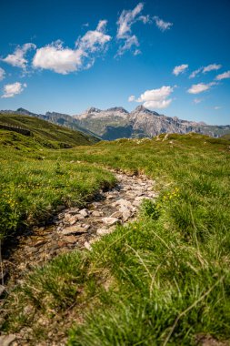 Splugen Pass Patikası boyunca Çiçek açan Alp Yaban Çiçekleri: Verdant Vadileri ve Clear Blue Sky tarafından çerçevelenen Pizzo Tambo ve Surettahorn Tepelerinin Manzarası. Yüksek kalite fotoğraf