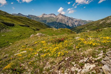 Splugen Pass Patikası boyunca Çiçek açan Alp Yaban Çiçekleri: Verdant Vadileri ve Clear Blue Sky tarafından çerçevelenen Pizzo Tambo ve Surettahorn Tepelerinin Manzarası. Yüksek kalite fotoğraf