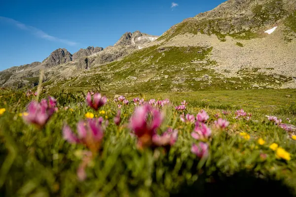 Splugen Geçidi 'ndeki Grassy Trails ve Rugged Peaks' li Rocky Alpine yamaçları İsviçre Alpleri 'ndeki Berrak Mavi Yaz Gökyüzü altında Serene Dağı manzarası. Yüksek kalite fotoğraf