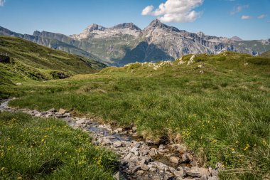 Splugen Pass Patikası boyunca Çiçek açan Alp Yaban Çiçekleri: Verdant Vadileri ve Clear Blue Sky tarafından çerçevelenen Pizzo Tambo ve Surettahorn Tepelerinin Manzarası. Yüksek kalite fotoğraf