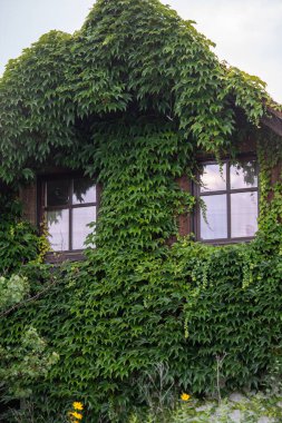 Kalın yeşil sarmaşık sarmaşıkları ve yumuşak bulutlar altındaki iki pencereyle kaplı köy evi, doğal ve gür bir atmosfer yaratıyor. Yüksek kalite fotoğraf