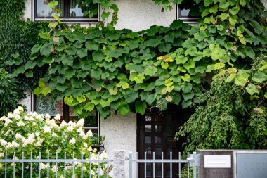 Evin girişi yoğun yeşil sarmaşıklar ve pencerelerin altındaki metal çitin etrafındaki beyaz çiçeklerle kaplı. Yüksek kalite fotoğraf