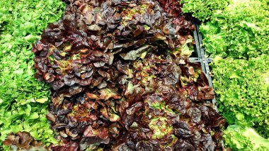 Bir markette yan yana dizilmiş iki çeşit salata sebzesi..