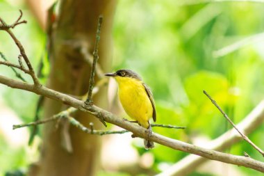 Todirostrum cinereum, Ferreirinho clock bird, small yellow and black bird  clipart