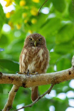 Taksici baykuş yeşil yapraklı ağaçta dinleniyor..