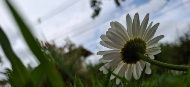 beautiful white daisy on a garden clipart