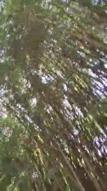 Kırsal kesimdeki bir araba gezisi sırasında bambu tarlasını gösteren inanılmaz kısa bir video.