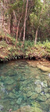 Lake with crystal clear emerald green waters and small stones at the bottom surrounded by plants and bushes.  clipart