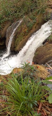 Small waterfall with delicate red wildflowers Brazil