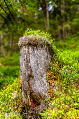 güdük üzerinde yosun
