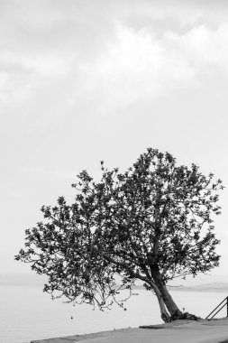 Deniz manzaralı yalnız bir ağaç.