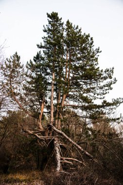 Ormanda gövdesi kırık yaşlı bir ağaç.