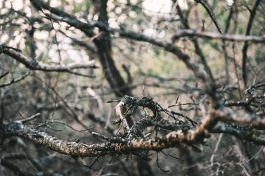 Ormandaki bir kuşun yakın çekimi.