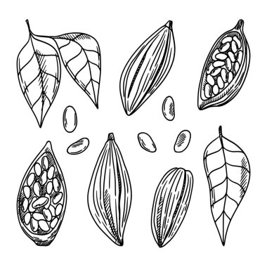 Kakao çekirdeği seti. Kakao yaprakları, kakao çekirdekleri, bitki parçaları. Logo, amblem, etiket için