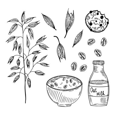 Bir çift yulaf. Yulaf ezmesi, kurabiye, süt, tahıl, bitki. Vektör illüstrasyonu